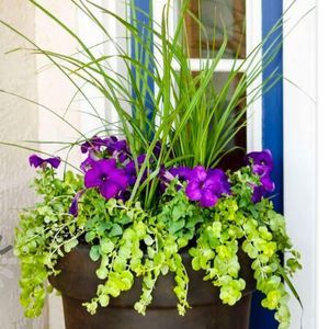 Meet your Posher, Roberta